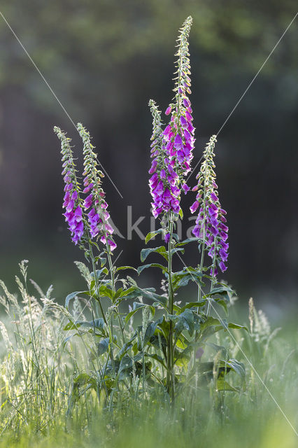 Foxglove (Digitalis spec.)