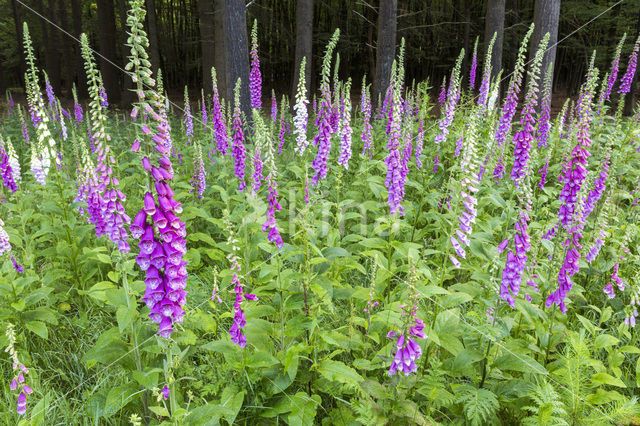 Vingerhoedskruid (Digitalis spec.)