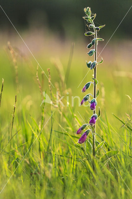 Vingerhoedskruid (Digitalis grandiflora)