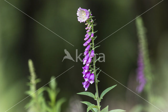 Vingerhoedskruid (Digitalis spec.)