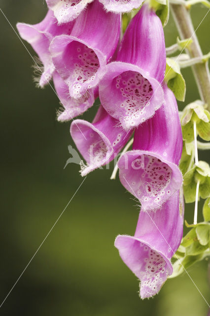 yellow foxglove (Digitalis grandiflora)