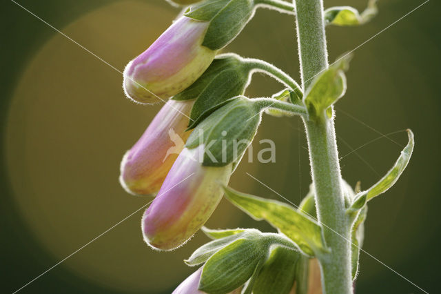 yellow foxglove (Digitalis grandiflora)