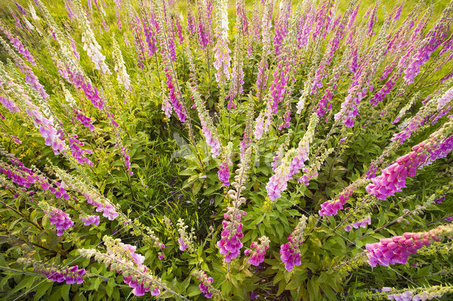 Vingerhoedskruid (Digitalis grandiflora)