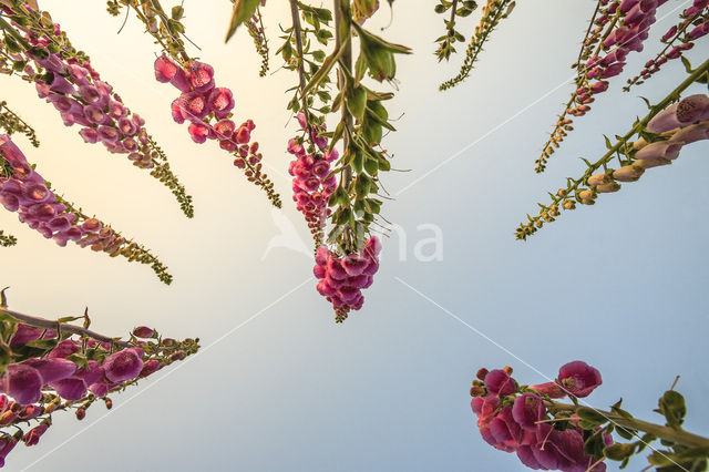 Vingerhoedskruid (Digitalis grandiflora)