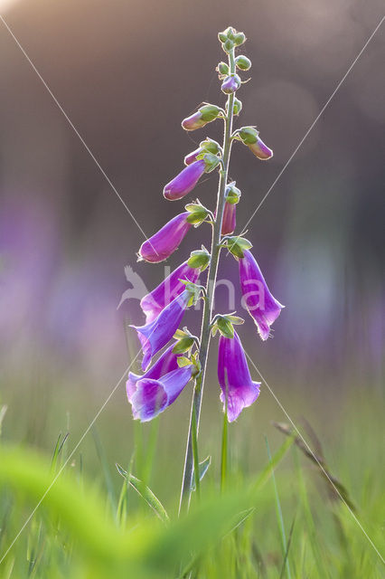 yellow foxglove (Digitalis grandiflora)