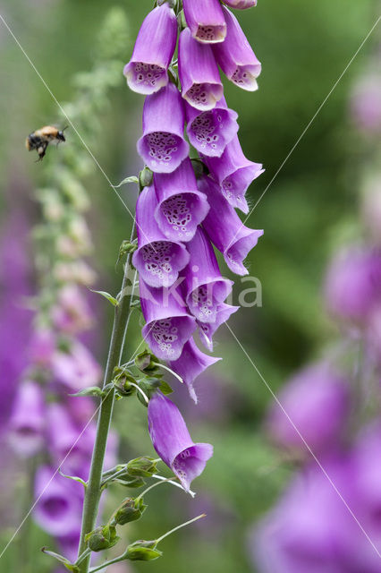 yellow foxglove (Digitalis grandiflora)