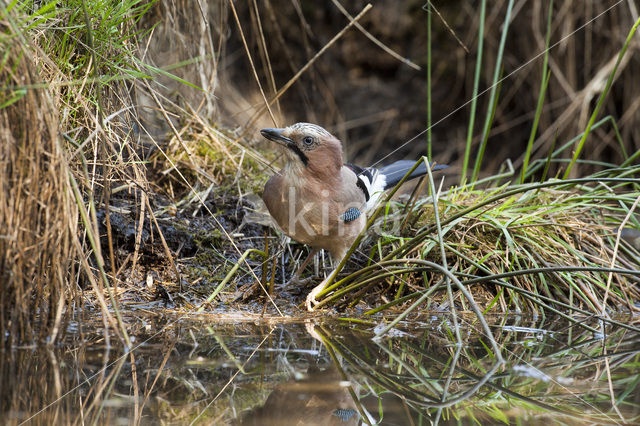 Vlaamse Gaai (Garrulus glandarius)