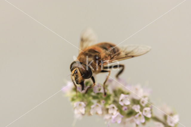 fly