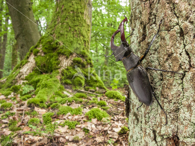 Stag Beetle (Lucanus cervus)