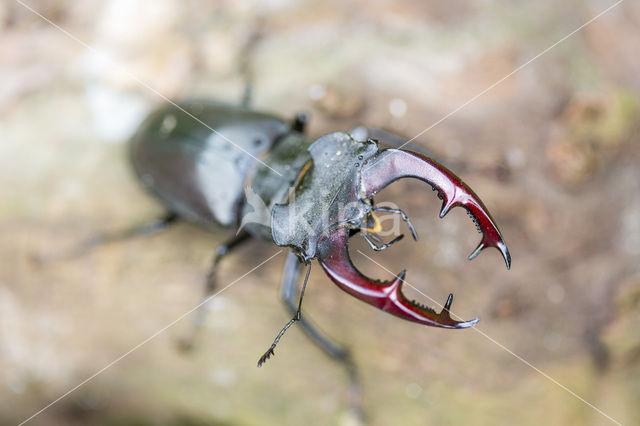 Stag Beetle (Lucanus cervus)