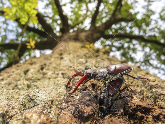 Stag Beetle (Lucanus cervus)