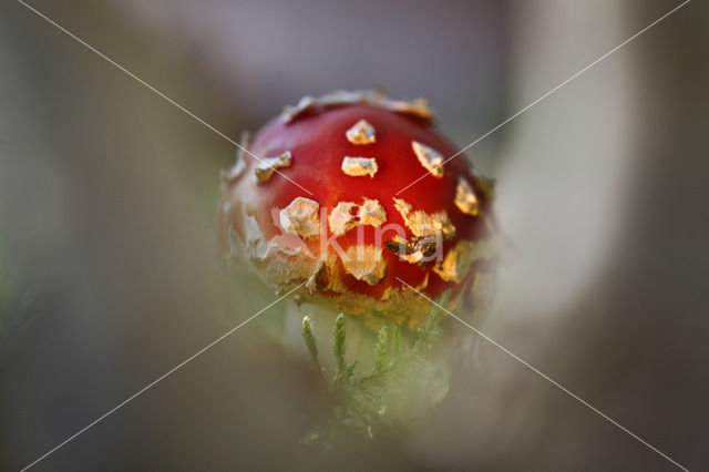 Fly agaric (Amanita muscaria)