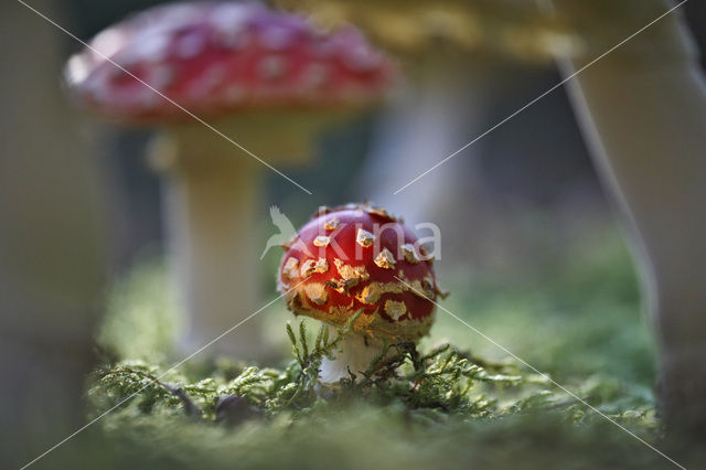 Fly agaric (Amanita muscaria)