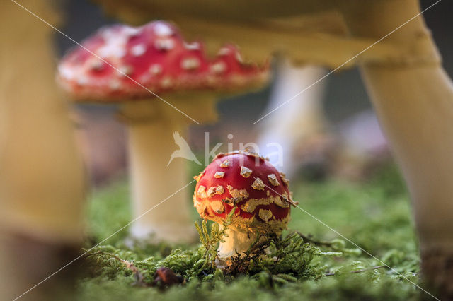 Fly agaric (Amanita muscaria)