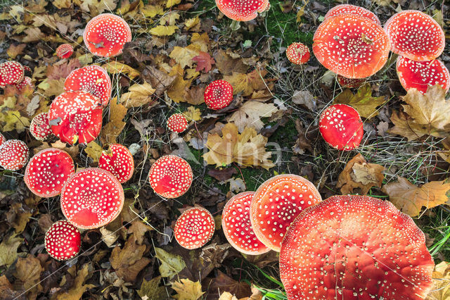Fly agaric (Amanita muscaria)
