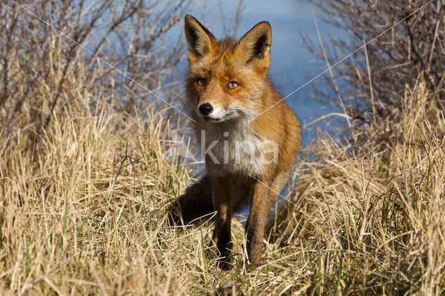 Fox (Vulpes vulpes)