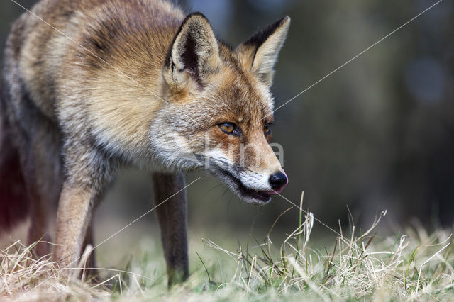 Fox (Vulpes vulpes)