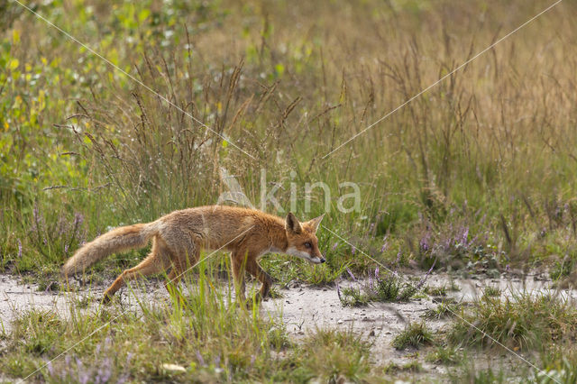 Fox (Vulpes vulpes)