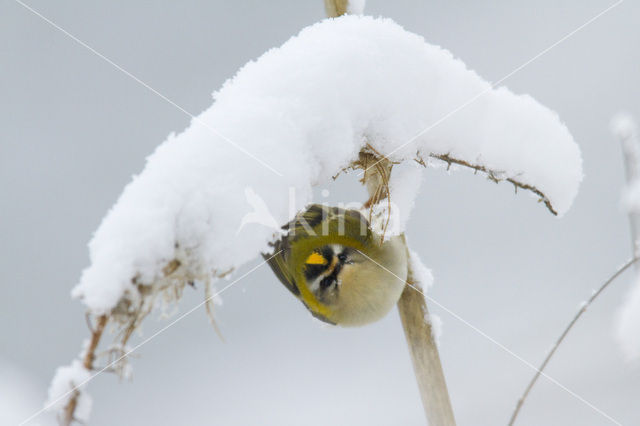 Vuurgoudhaantje (Regulus ignicapillus)