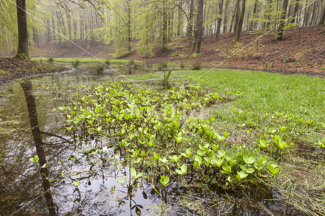 Waterdrieblad