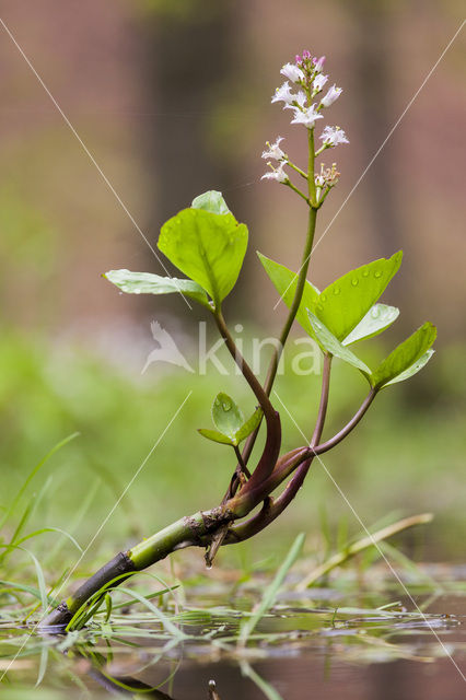 common buckbean (Menyanthes trifoliata)