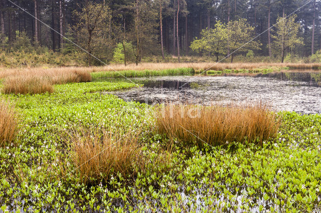 Waterdrieblad