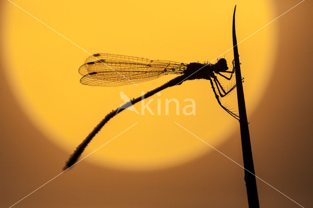 Waterjuffer (Coenagrion sp.)