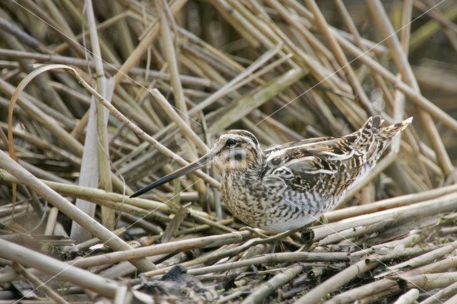 Common Snipe (Gallinago gallinago)