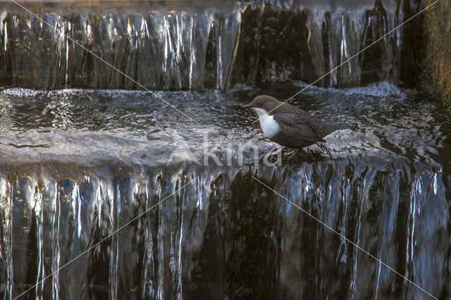 Waterspreeuw (Cinclus cinclus)