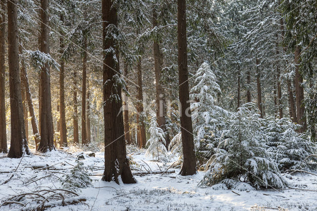 Westelijke hemlockspar (Tsuga heterophylla)