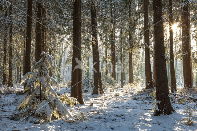 Western Hemlock (Tsuga heterophylla)