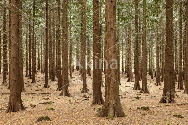 Westelijke hemlockspar (Tsuga heterophylla)