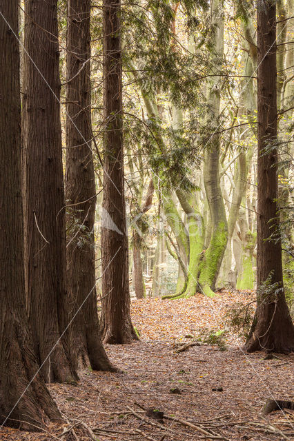 Westelijke hemlockspar (Tsuga heterophylla)