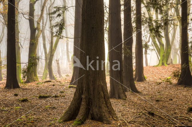 Westelijke hemlockspar (Tsuga heterophylla)