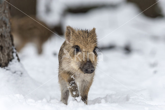 Wild Boar (Sus scrofa)