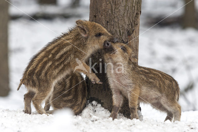 Wild Boar (Sus scrofa)