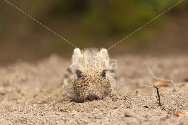 Wild Boar (Sus scrofa)