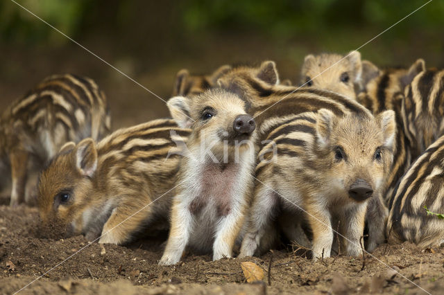 Wild Boar (Sus scrofa)