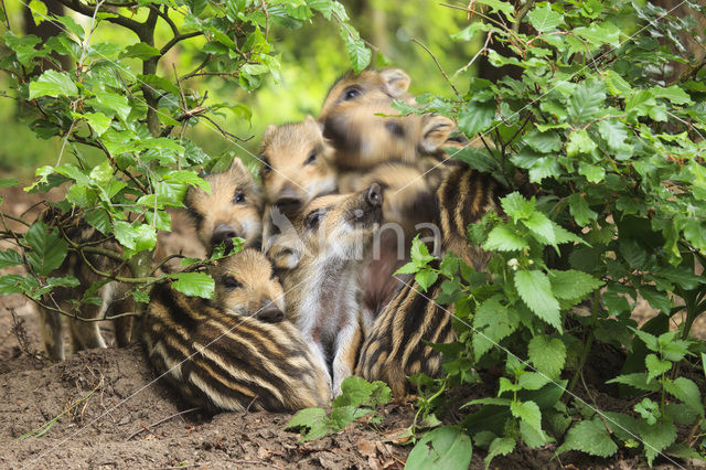 Wild Boar (Sus scrofa)