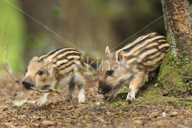 Wild zwijn