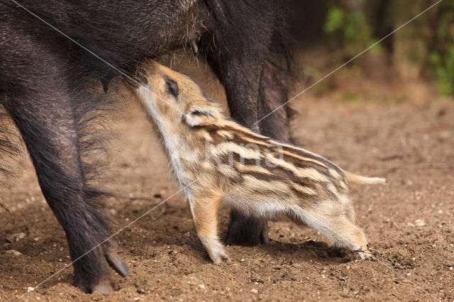 Wild Boar (Sus scrofa)