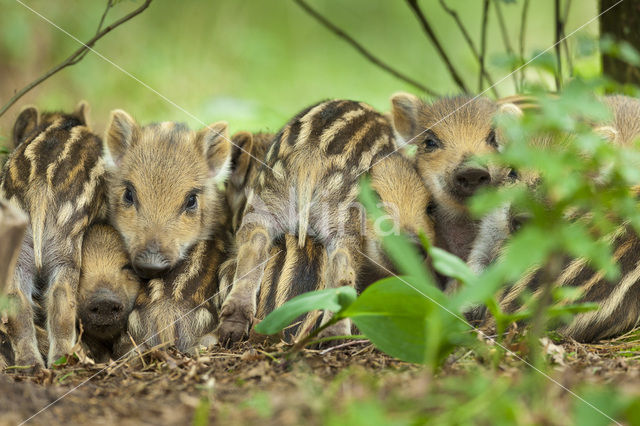 Wild Boar (Sus scrofa)