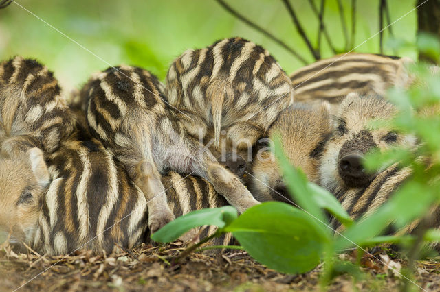 Wild zwijn