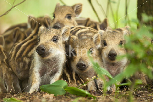 Wild Boar (Sus scrofa)