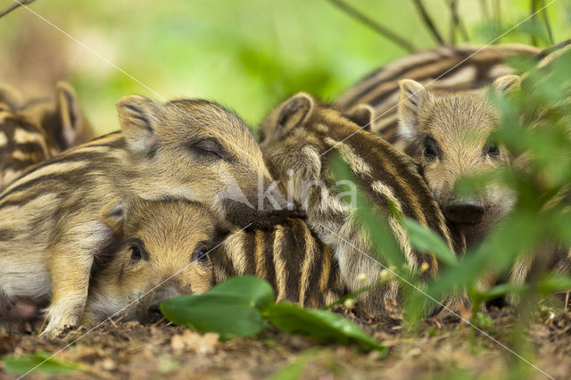 Wild Boar (Sus scrofa)