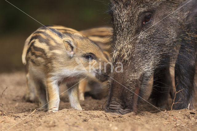 Wild Boar (Sus scrofa)