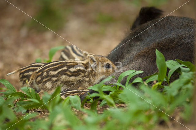 Wild Boar (Sus scrofa)