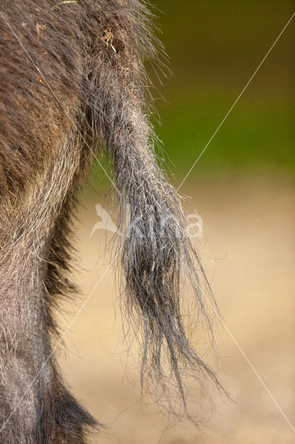 Wild Boar (Sus scrofa)