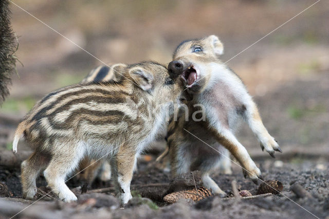 Wild Boar (Sus scrofa)