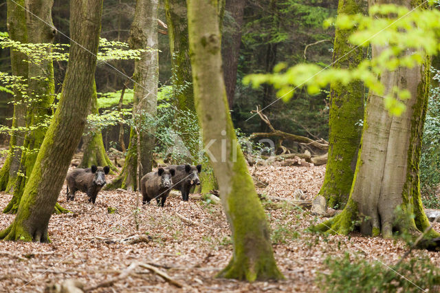 Wild zwijn